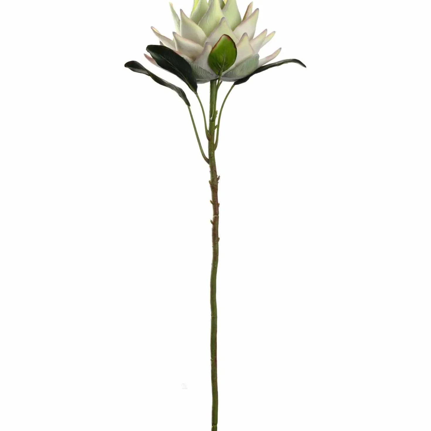 Prothea FIORE 56 cm weiß